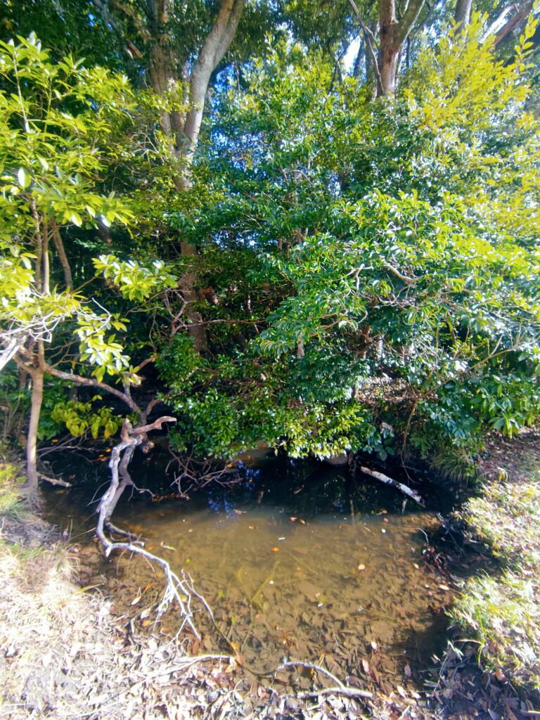 神洗池でご祭神が身体を洗ったと伝えられている。
