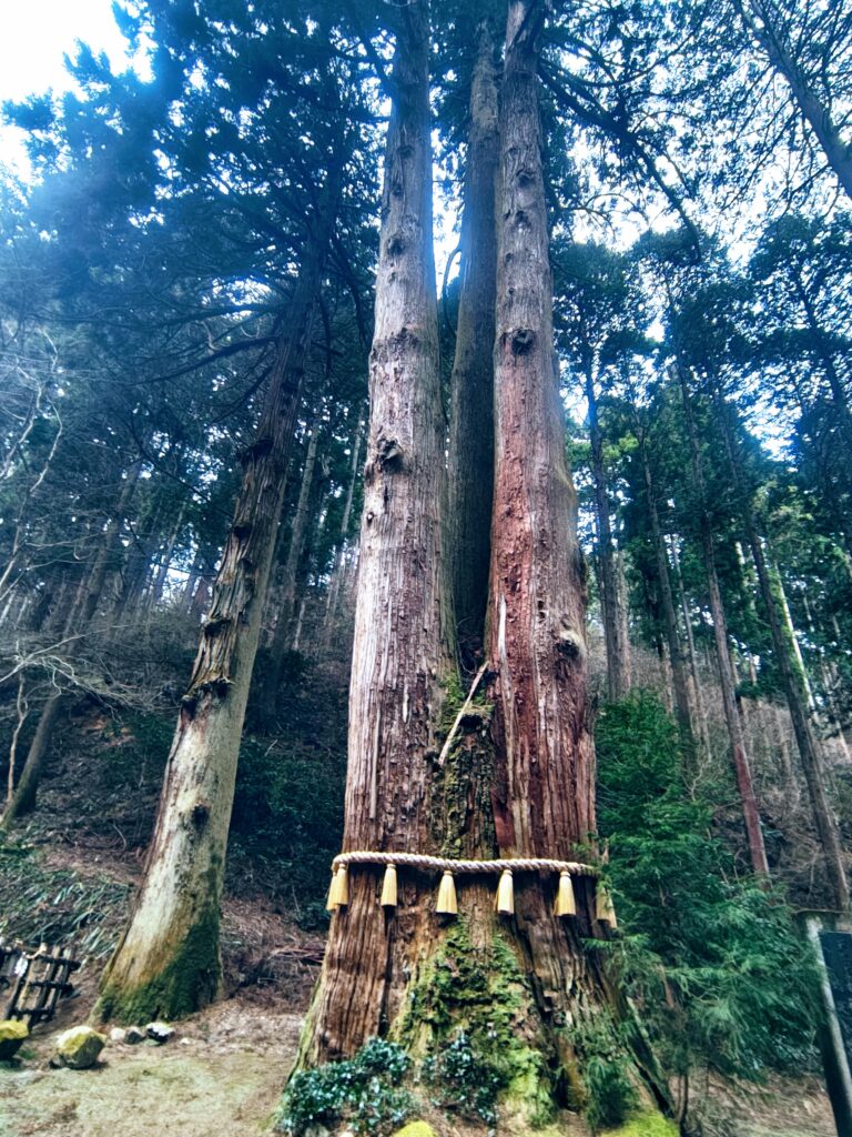 御岩神社の御神木『三本杉』別名・天狗杉とも呼ばれる。天に伸びる光を発していた起点はここだったのか？