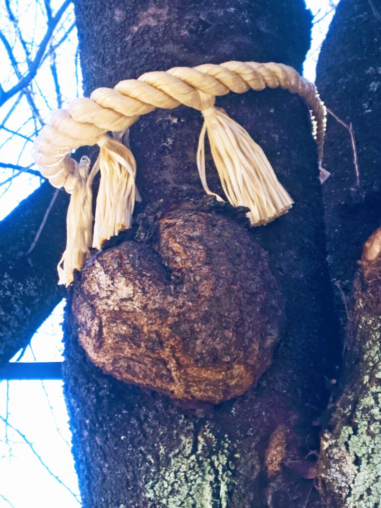 小室浅間神社の参道で見ることのできるハートの神桜樹