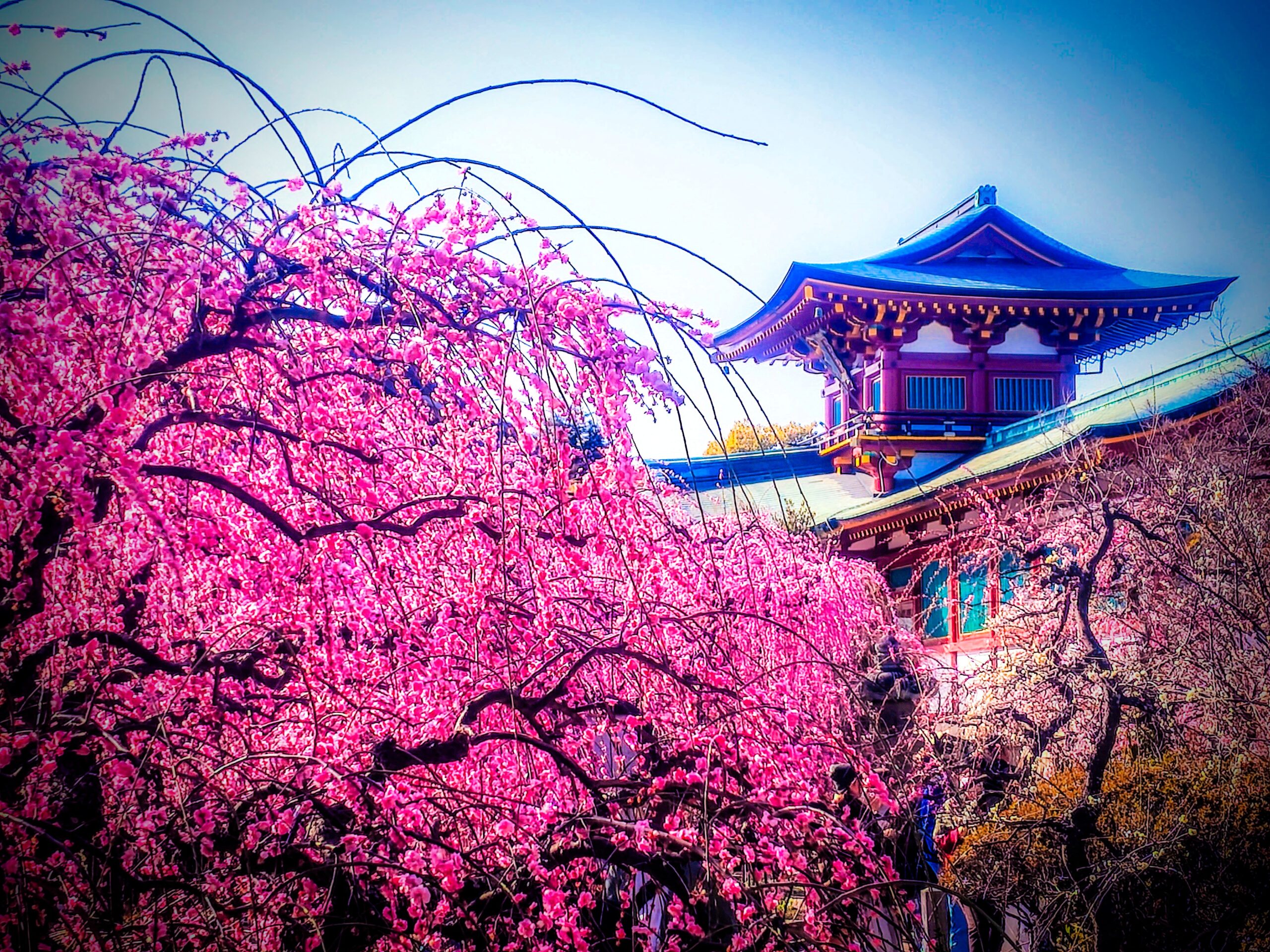 防府天満宮 梅林 梅まつり 山口県防府市