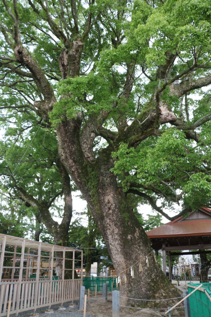 現人神社の御神木