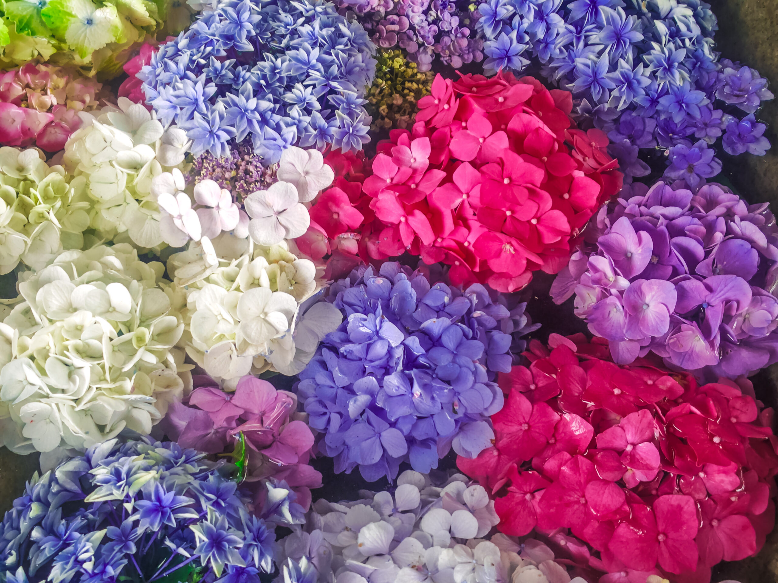 筥崎宮あじさい苑の花手水