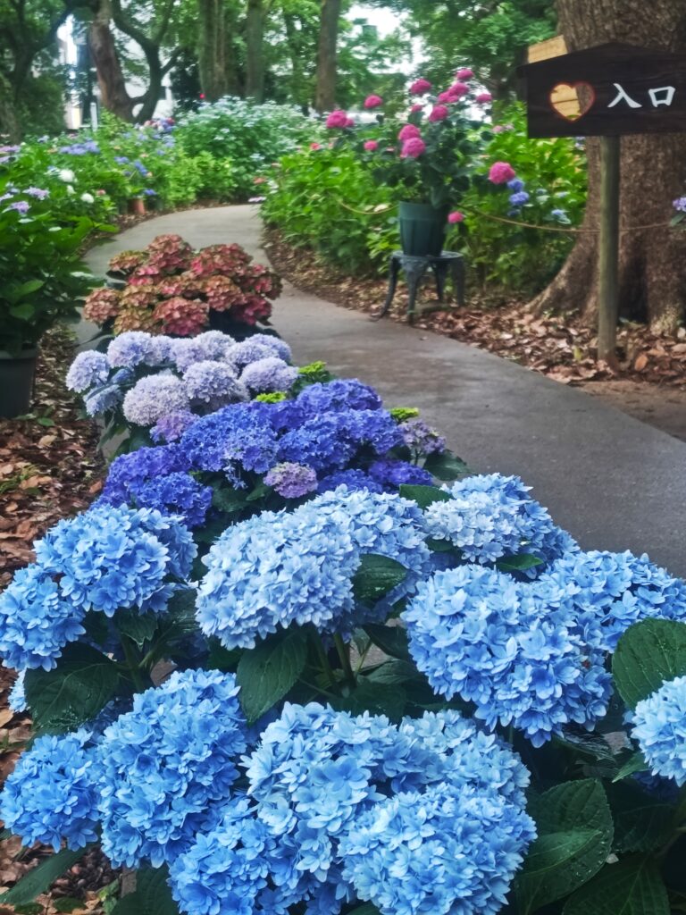 筥崎宮のあじさい苑