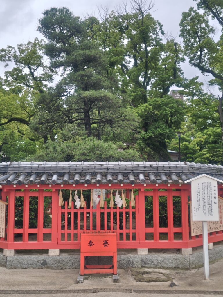 筥崎宮の御神木・筥松
