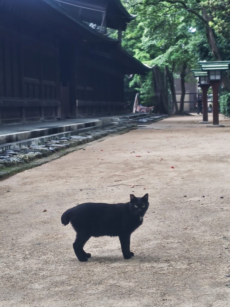 筥崎宮の黒猫