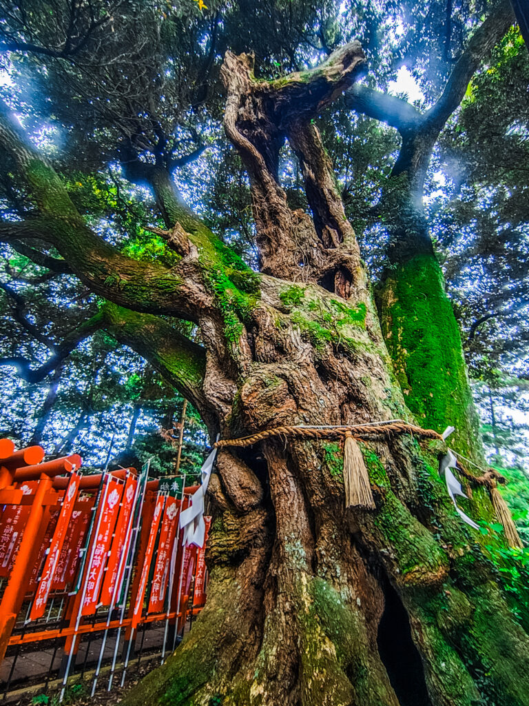 馬のいななきが境内に響き渡りそうな大杉神社の御神木・馬の木