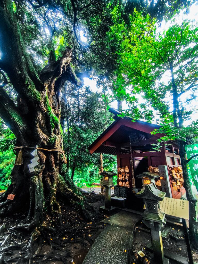 勝馬神社と御神木の馬の木