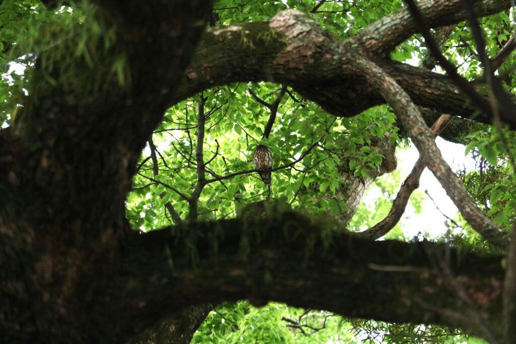 現人神社の御神木に飛来したアオバズク