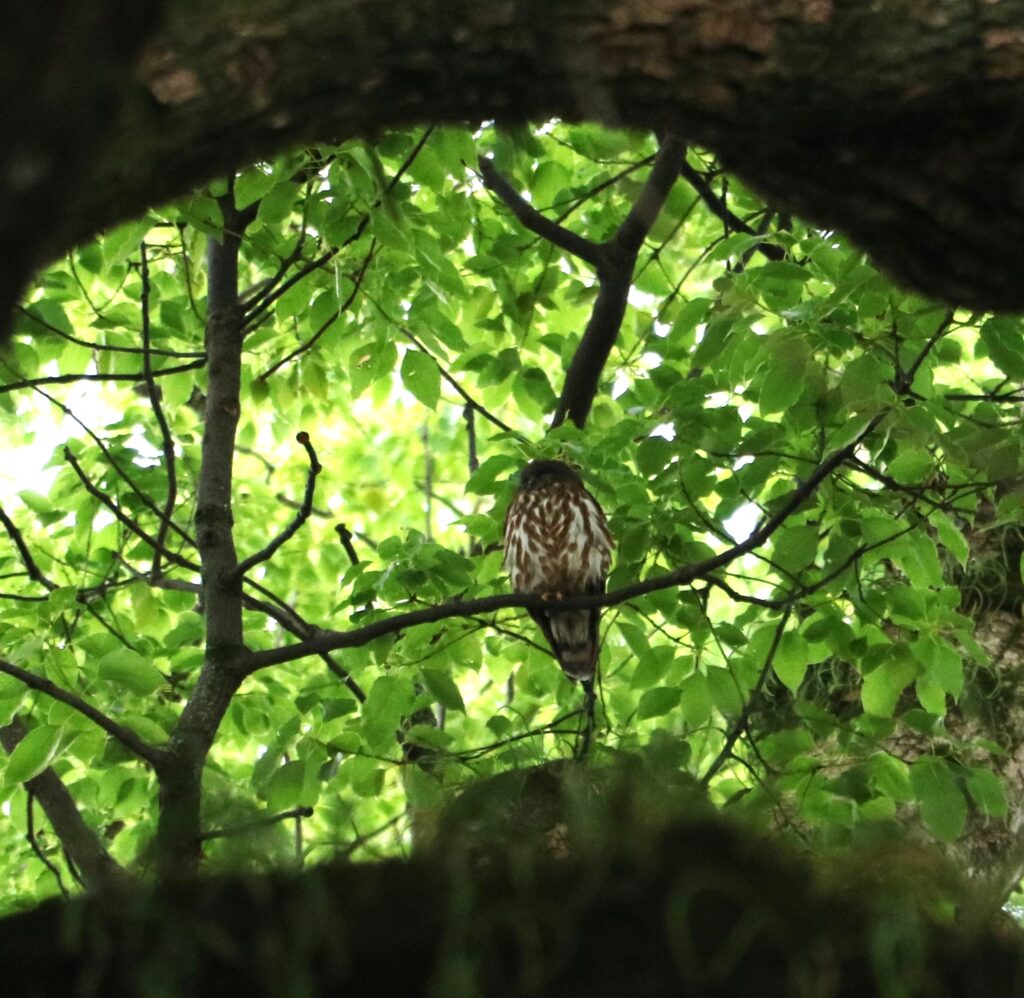 現人神社の御神木に飛来したアオバズクの拡大写真