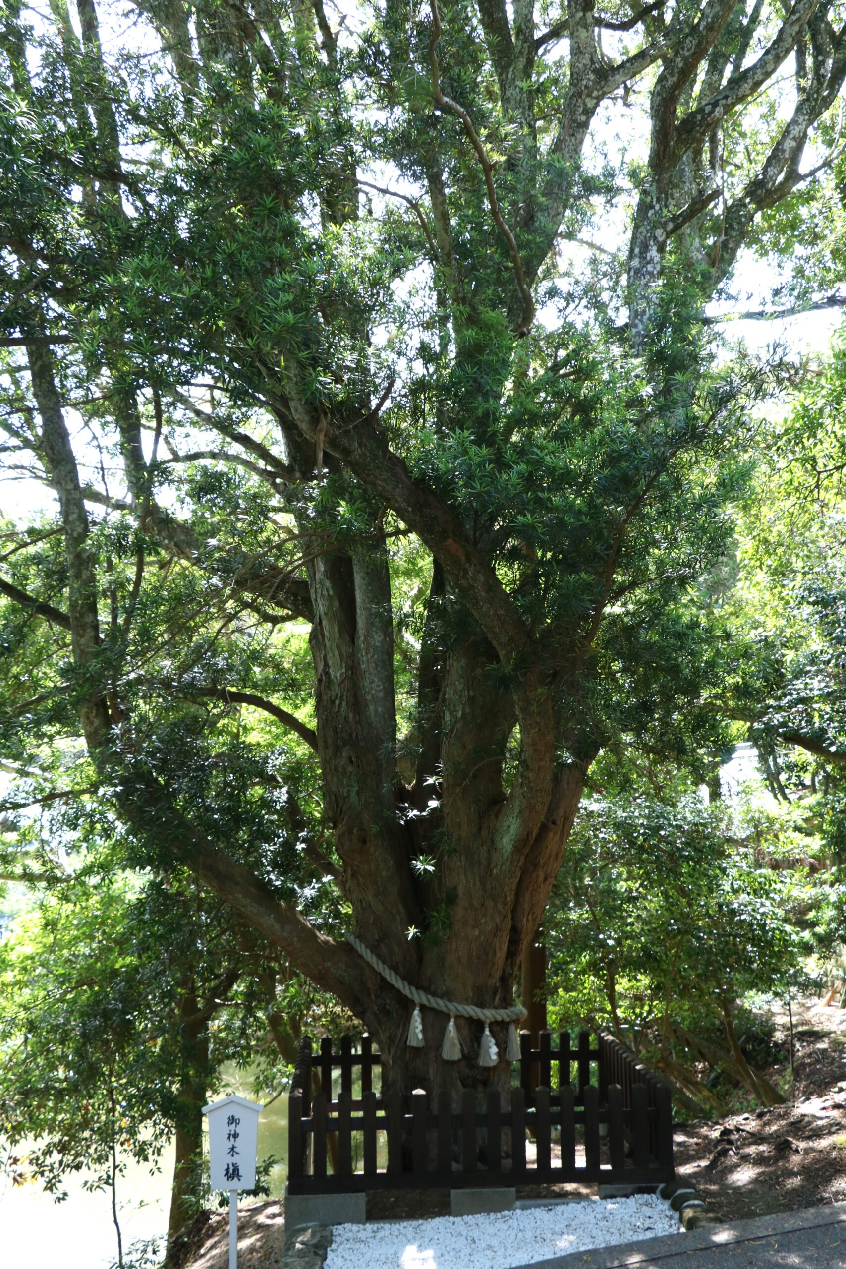 安房神社の境内に立つ槙の御神木