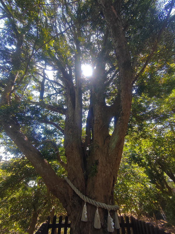 近くから見上げた安房神社の槙の御神木