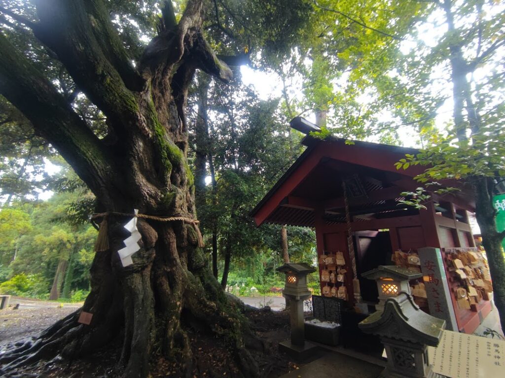 勝馬神社と御神木の馬の木