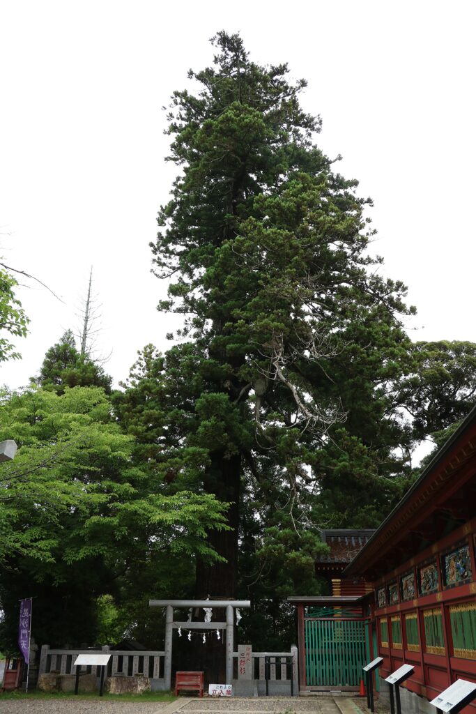 大杉神社の御神木・三郎杉