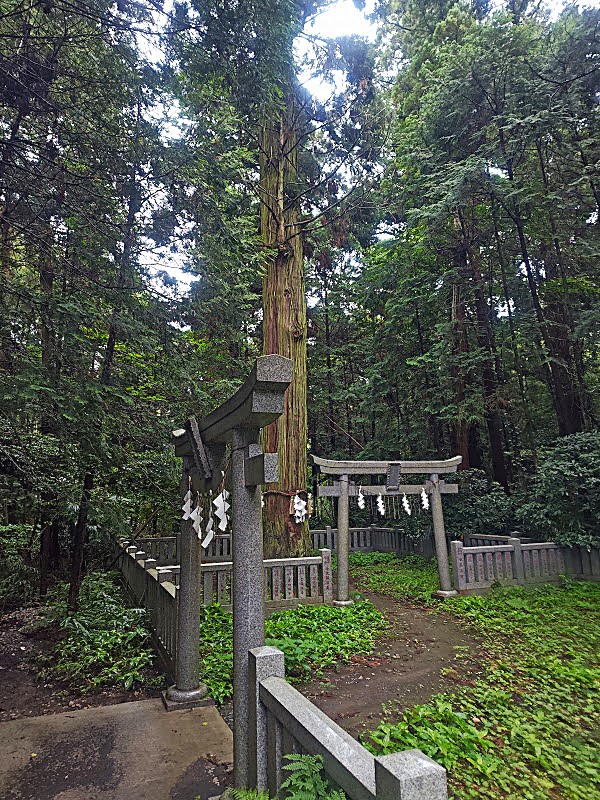 大杉神社の御神木・次郎杉