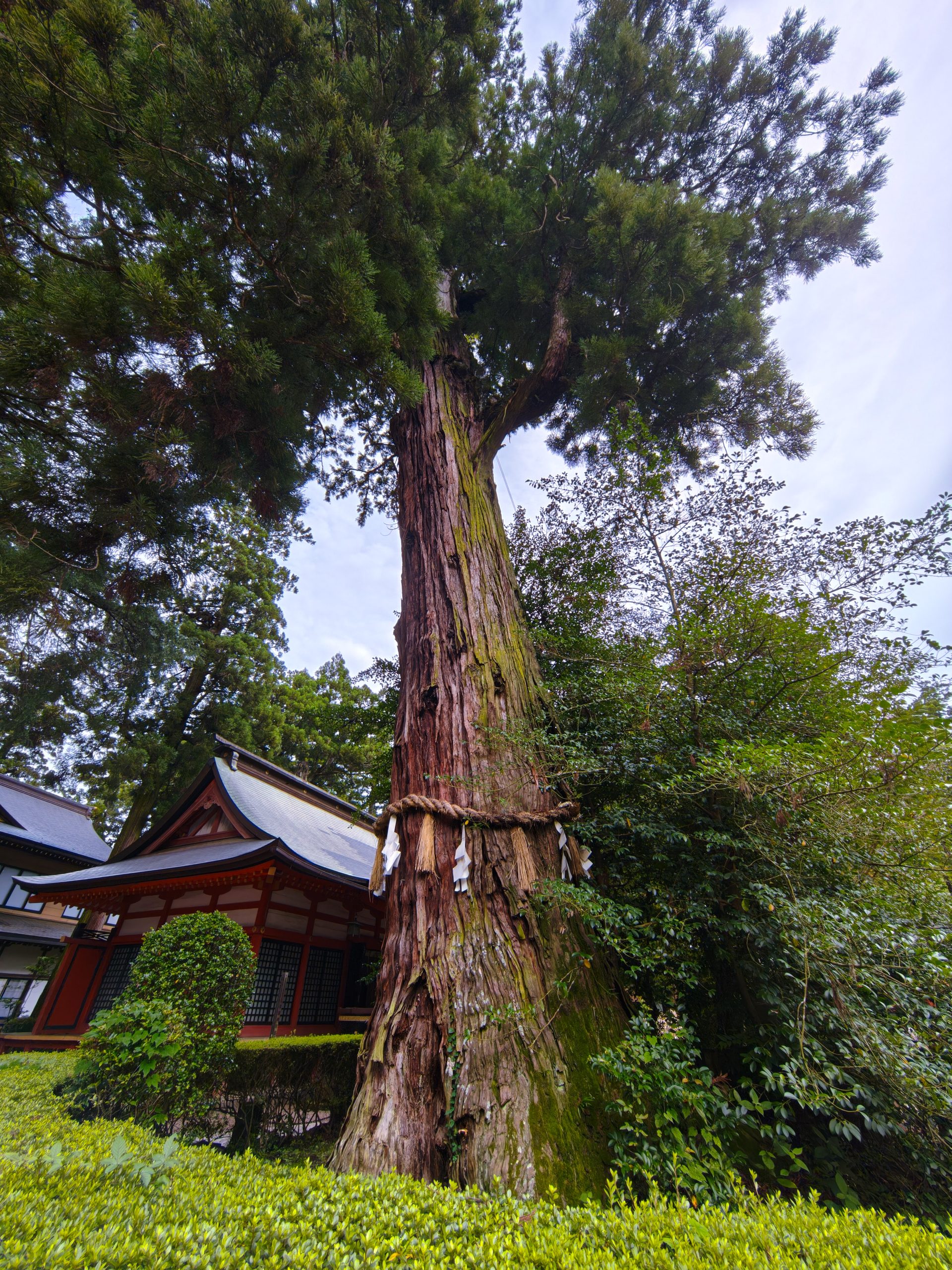 香取神宮の御神木