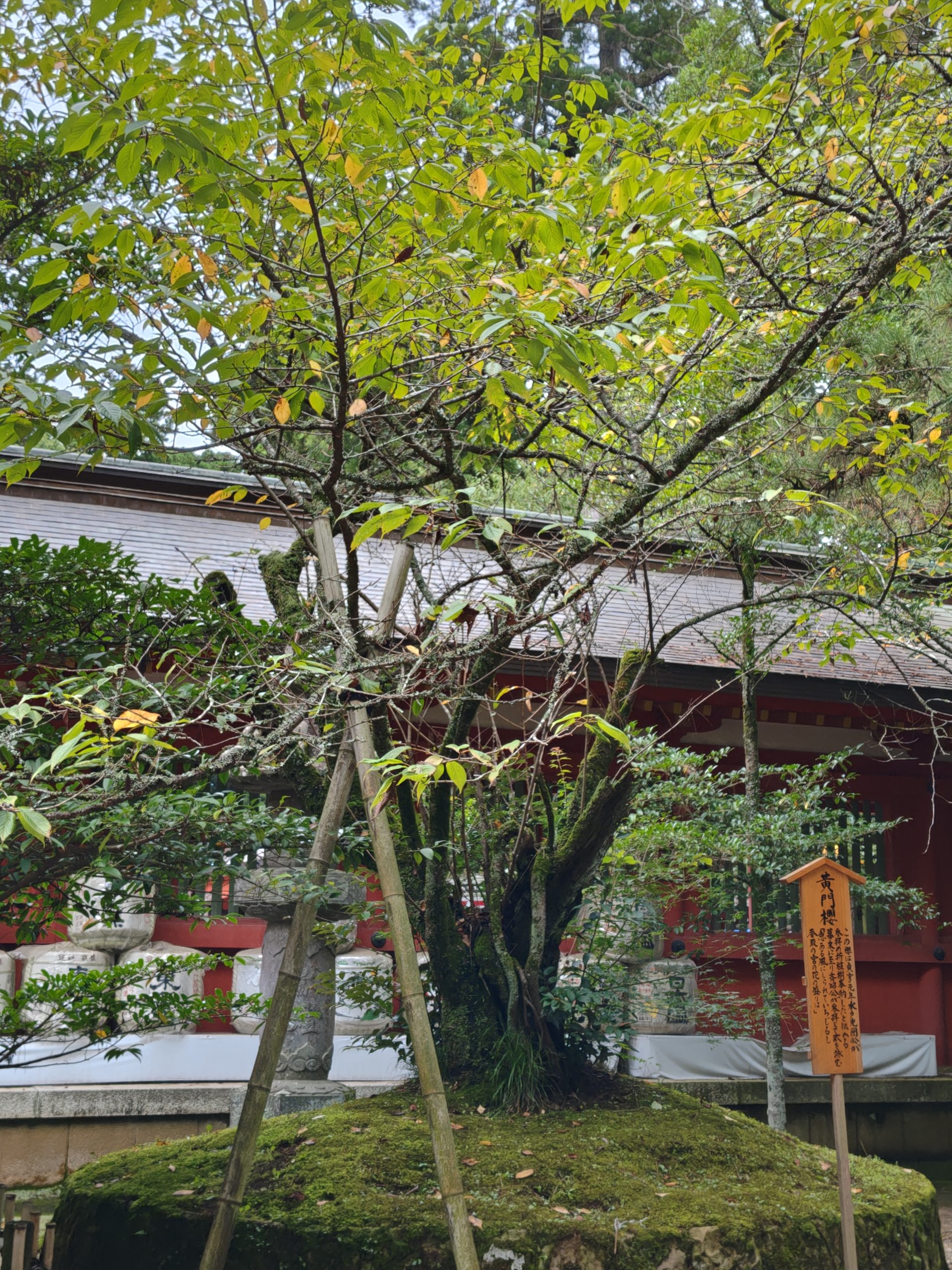 香取神宮の黄門櫻