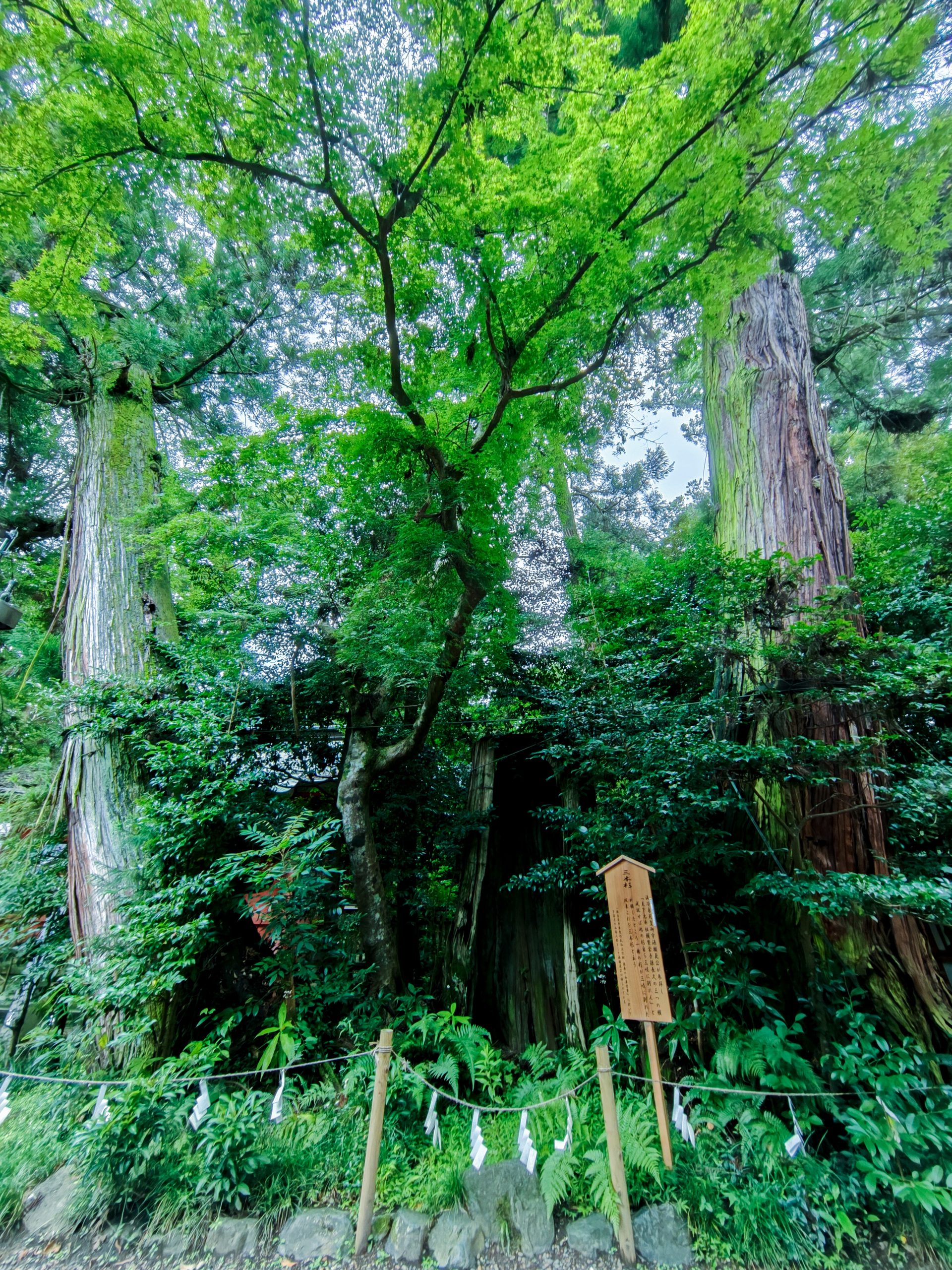 香取神宮の三本杉