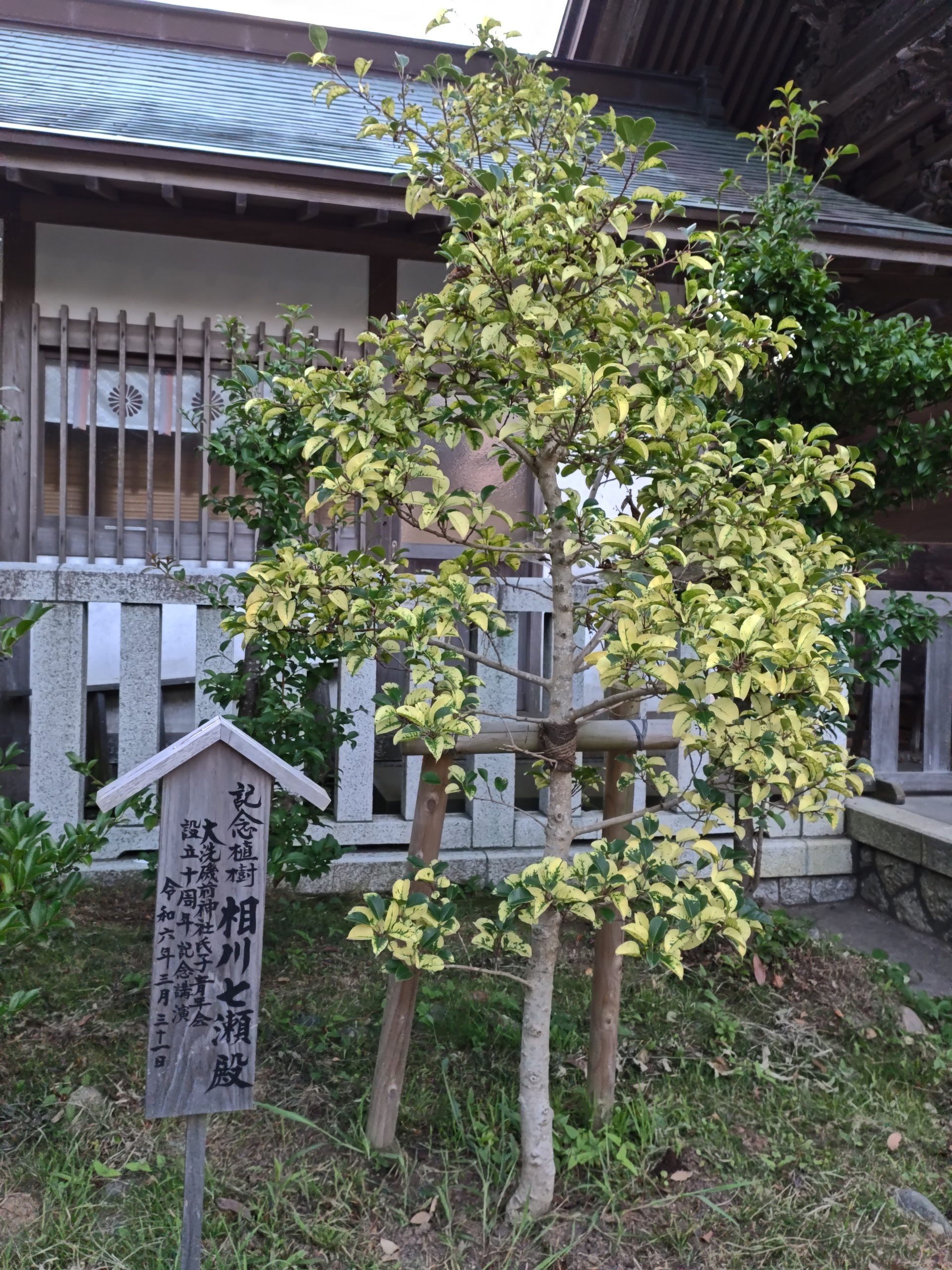 大洗磯前神社境内にある相川七瀬さんの記念植樹
