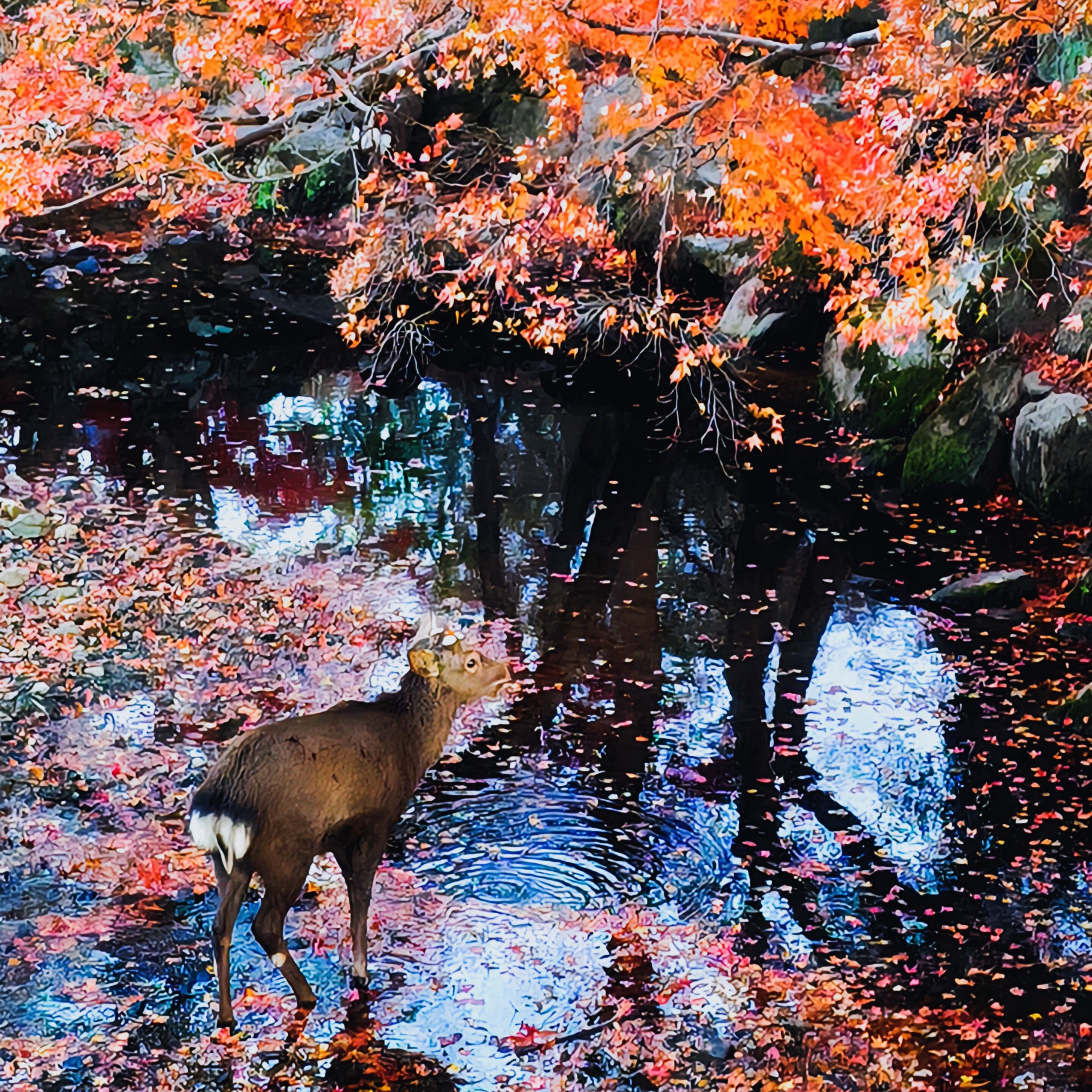 奈良公園の鹿と紅葉