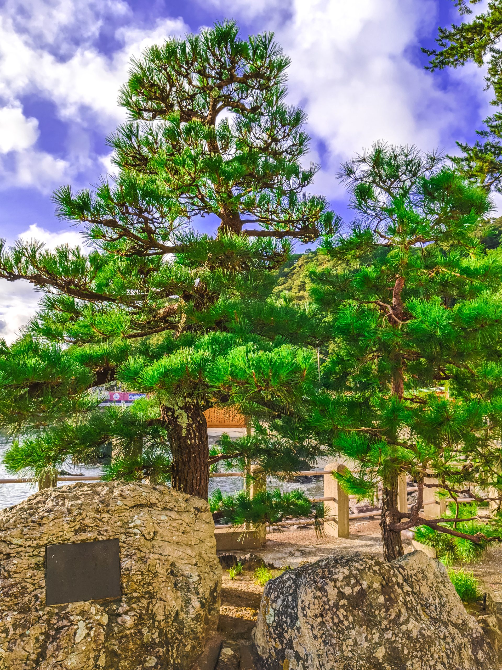 二見興玉神社の契りの松