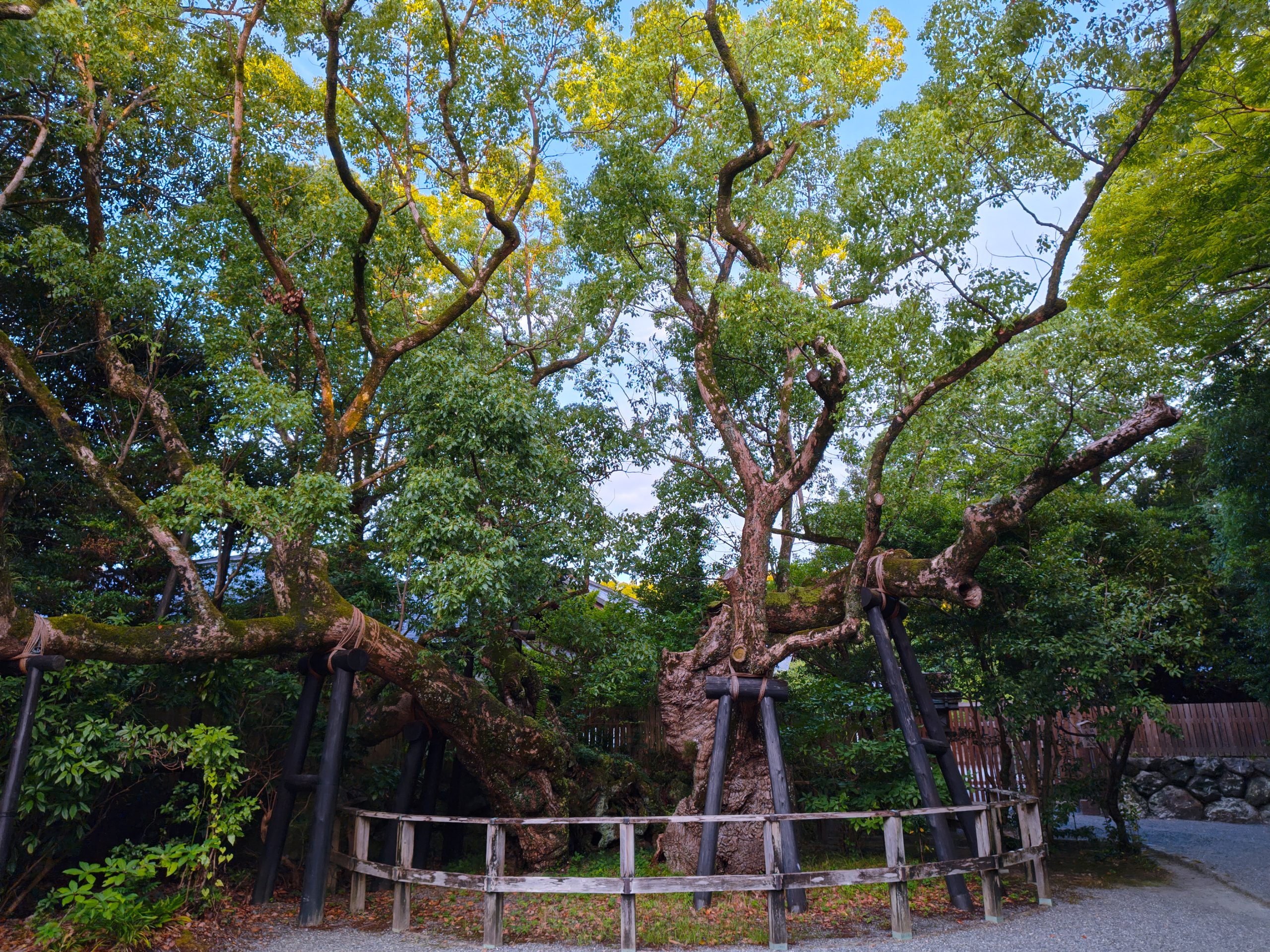 外宮の清盛楠全景