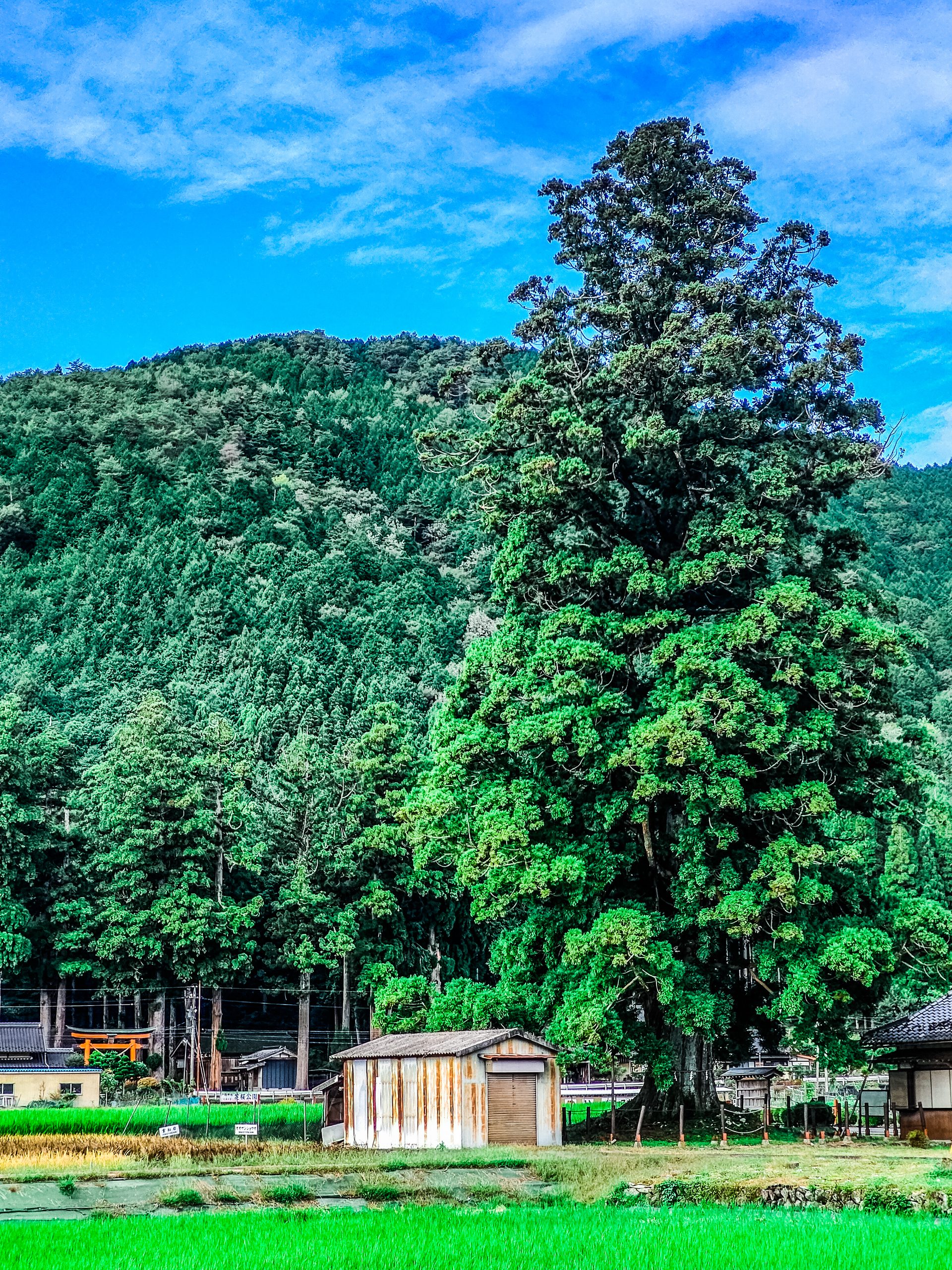 岐阜戸隠神社の一本杉