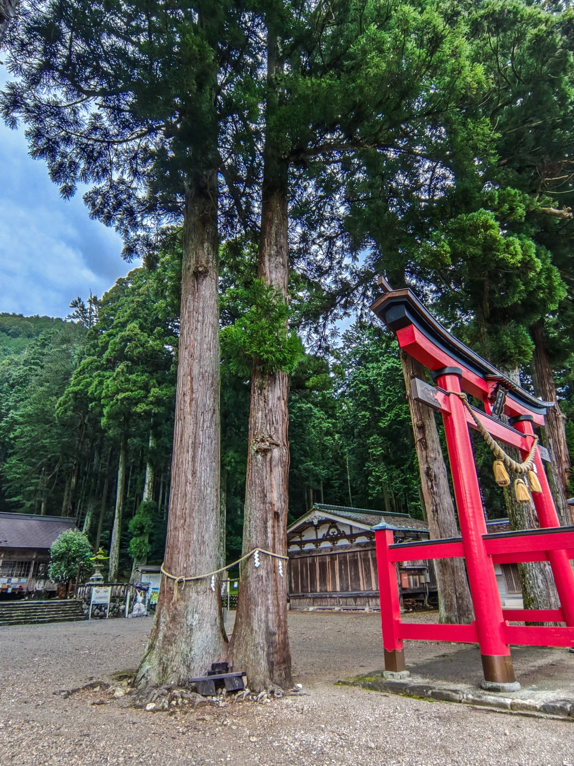 戸隠神社の夫婦杉は鳥居のすぐそばに立つ