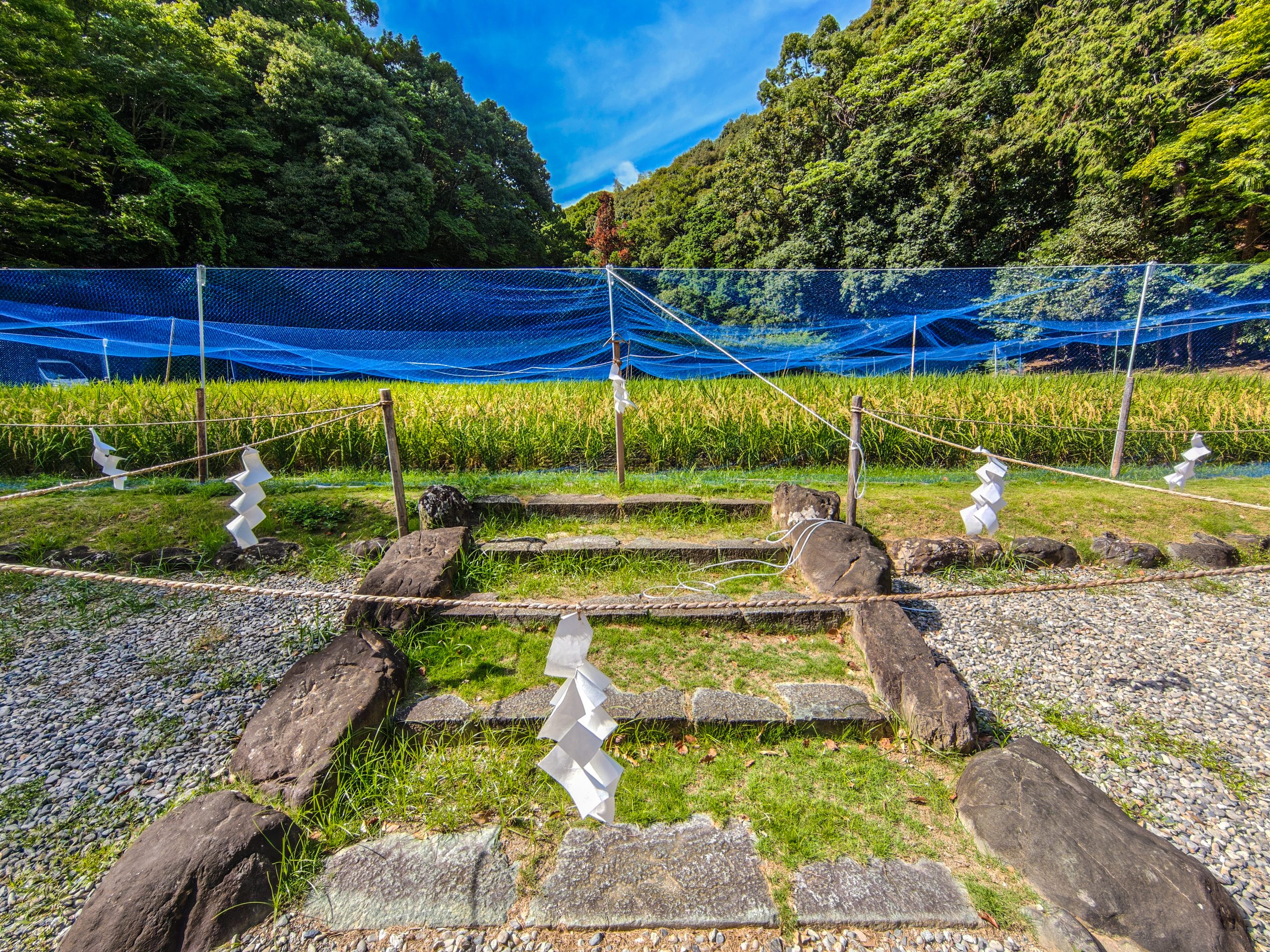 猿田彦神社の御神田