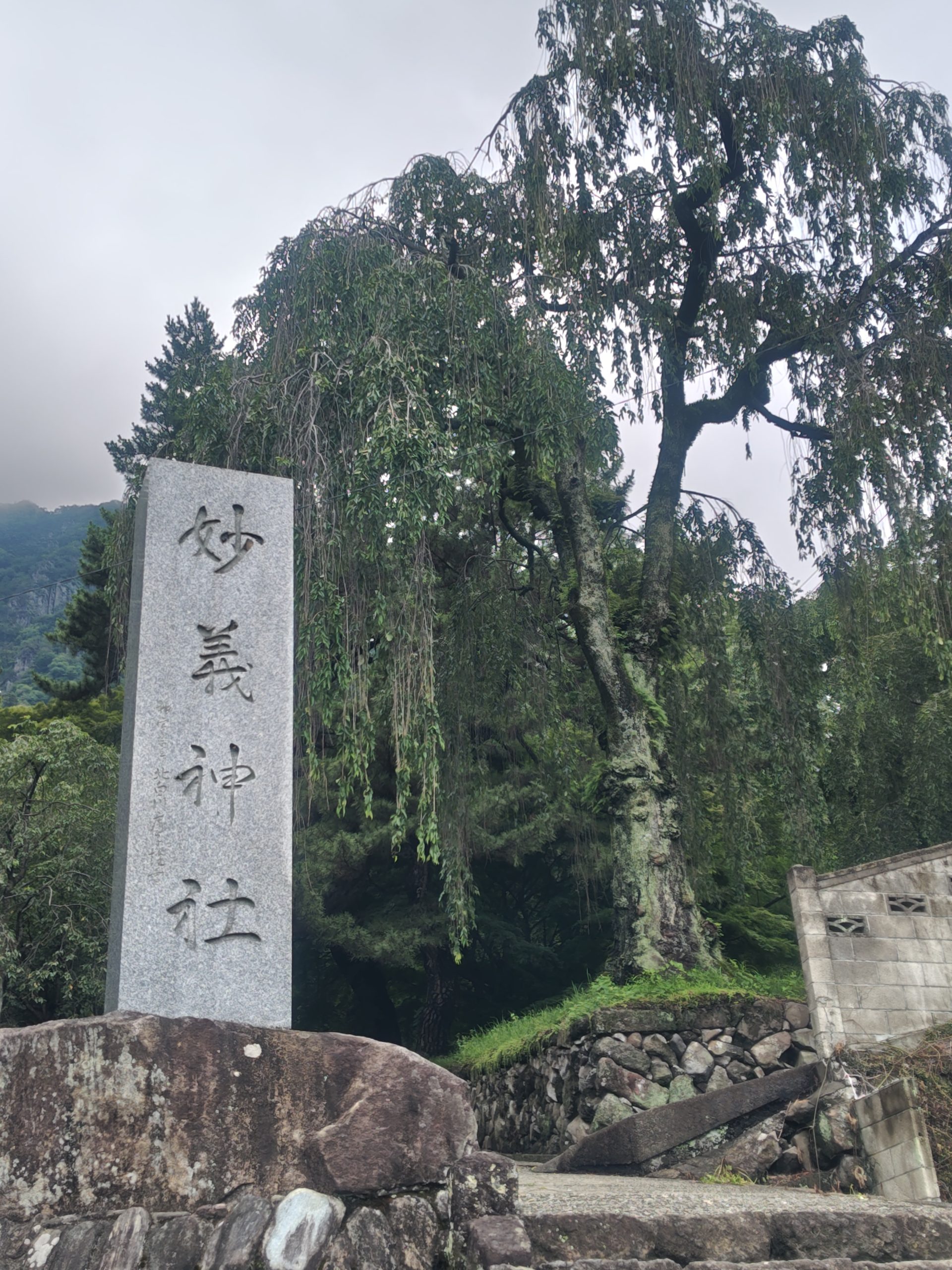 妙義神社のしだれ桜